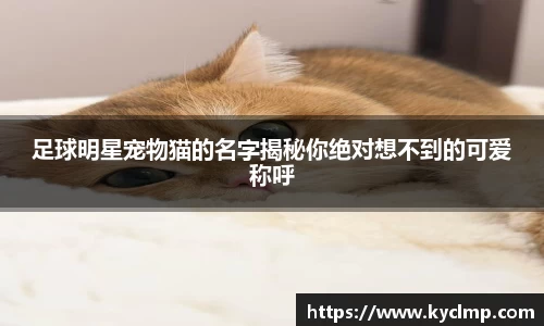 足球明星宠物猫的名字揭秘你绝对想不到的可爱称呼